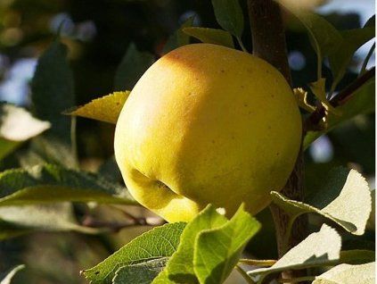 Jabloň 'Opál'  Malus domestica 'Opál'