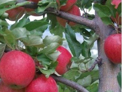Jabloň 'Vista Bella'  Malus domestica 'Vista Bella'