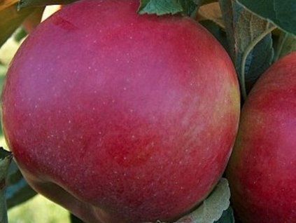 Jabloň 'Vltava'  Malus domestica 'Vltava'