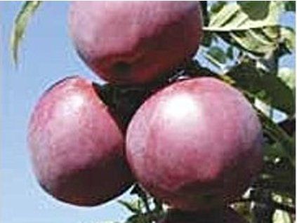 Jabloň 'Waleria'  Malus domestica 'Waleria'