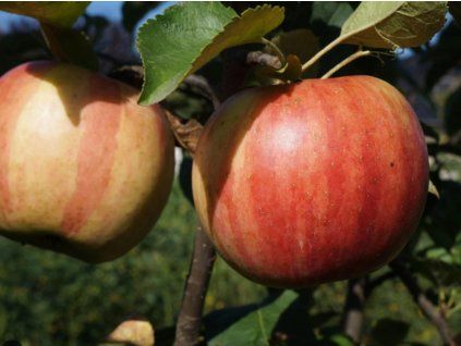 Jabloň 'Witos'  Malus domestica 'Witos'