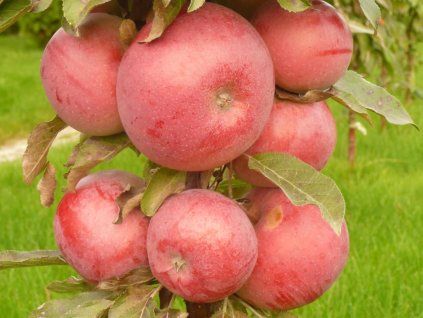 Jabloň sloupovitá 'Anda'  Malus domestica 'Anda'