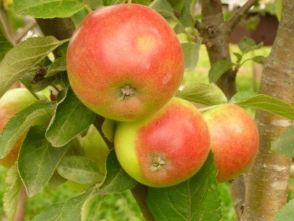 Jabloň sloupovitá 'Arbat'  Malus domestica 'Arbat'