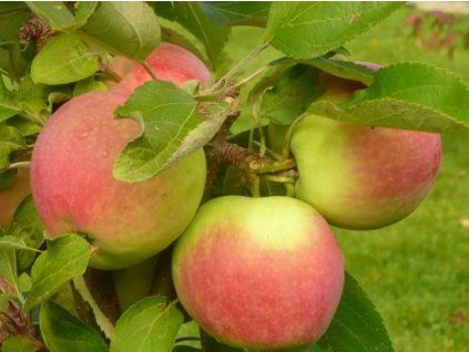 Jabloň sloupovitá 'Canadian'  Malus domestica 'Canadian'
