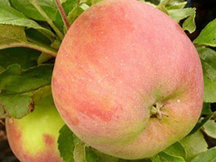 Jabloň sloupovitá 'Ciepa'  Malus domestica 'Ciepa'