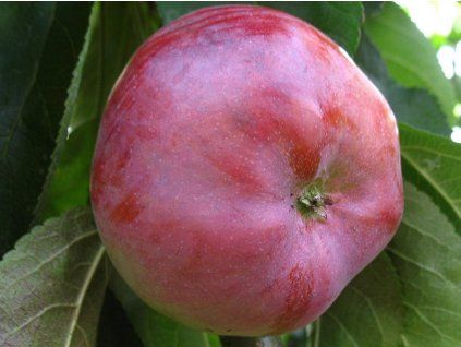 Jabloň sloupovitá 'Džin'  Malus domestica 'Džin'