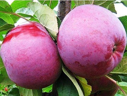 Jabloň sloupovitá 'Gatis'  Malus domestica 'Gatis'