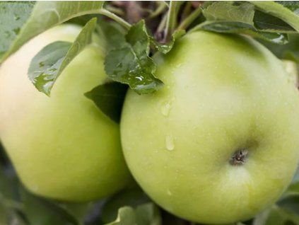 Jabloň sloupovitá 'Goldlane'  Malus domestica 'Goldlane'