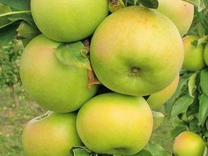 Jabloň sloupovitá 'Greencats'  Malus domestica 'Greencats'
