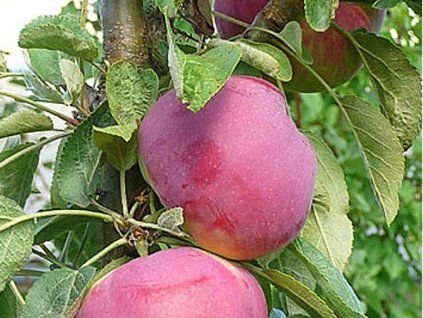 Jabloň sloupovitá 'Kichina's Summer'  Malus domestica 'Kichina's Summer'