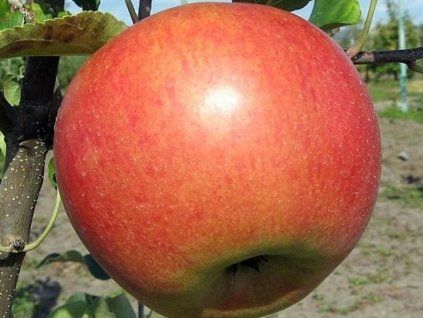 Jabloň sloupovitá 'Koral'  Malus domestica 'Koral'