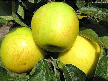 Jabloň sloupovitá 'Malücha'  Malus domestica 'Malücha'