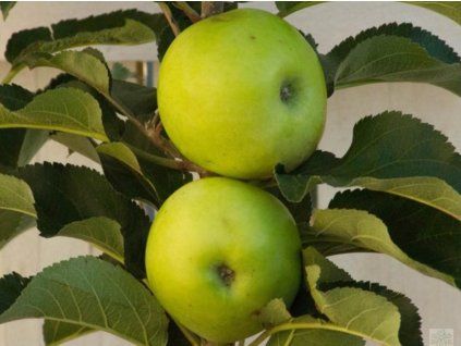 Jabloň sloupovitá 'Nataliuška'  Malus domestica 'Nataliuška'