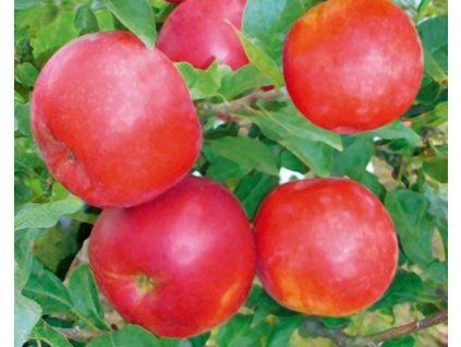 Jabloň sloupovitá 'Pidi'  Malus domestica 'Pidi'