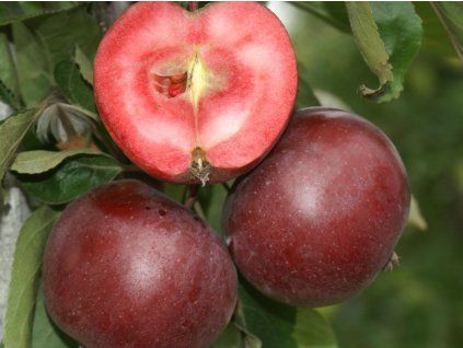 Jabloň sloupovitá 'Pomfital'  Malus domestica 'Pomfital'