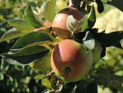 Jabloň sloupovitá 'Pompink Ginover'  Malus domestica 'Pompink Ginover'