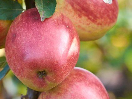 Jabloň sloupovitá 'Redcats'  Malus domestica 'Redcats'