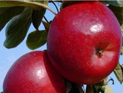 Jabloň sloupovitá 'RedRiver'  Malus domestica 'Redriver'