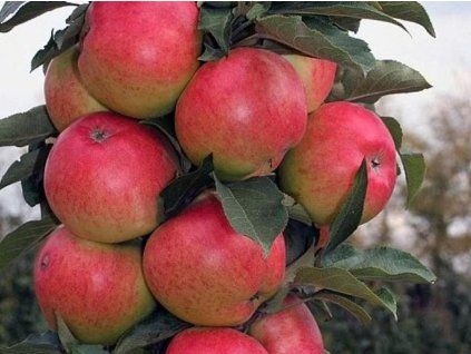 Jabloň sloupovitá 'Valiuta'  Malus domestica 'Valiuta'