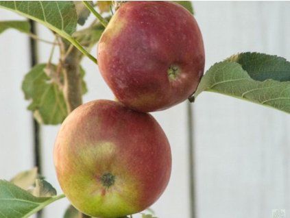 Jabloň sloupovitá 'Vasyugan'  Malus domestica 'Vasyugan'