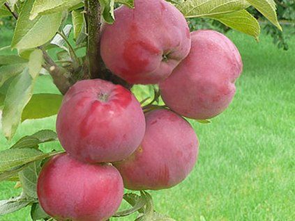 Jabloň sloupovitá 'Dejavu'  Malus domestica 'Dejavu'