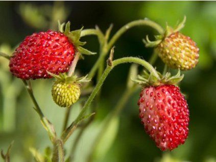 Jahodník obecný - Fragaria vesca  Fragaria vesca