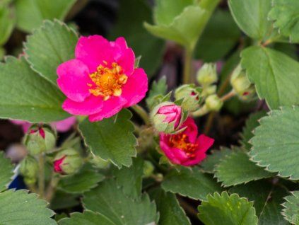 Fragaria Lipstick