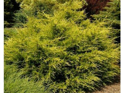 Jalovec ��nsk� 'Kuriwao Gold' (Balen� kontejner p16, Tvar v��ka 30-40cm)
