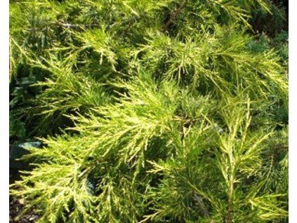 43890 1 jalovec pfitzeruv pfitzeriana aurea