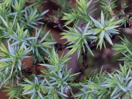 Jalovec šupinatý 'Meyeri'  Juniperus squamata 'Meyeri'