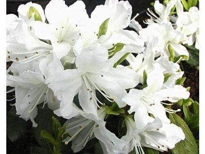44046 1 japonska azalka albiflorum
