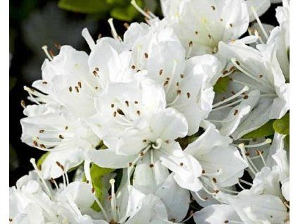 Japonsk� azalka �Kermesina Alba� (Balen� kontejner C1)