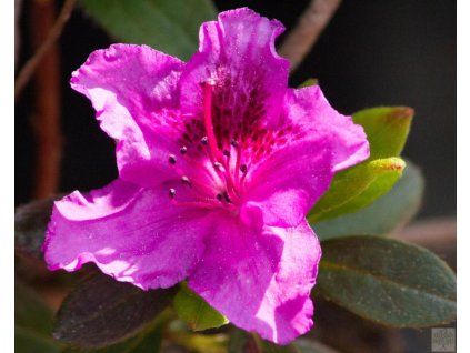 Azalea japonica Otava