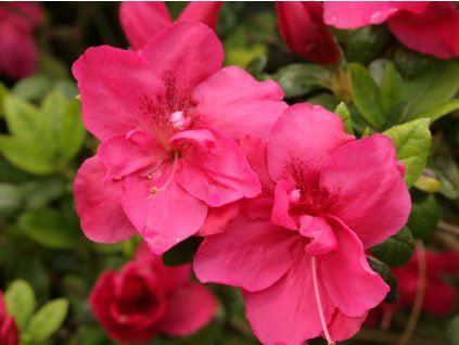 Japonská azalka 'Tornella'  Azalea japonica 'Tornella'