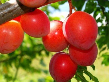 Japonská švestka 'Oishi Wase'  Prunus salicina 'Oishi Wase'