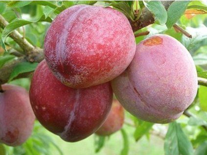 Japonská švestka 'Ozark Premier'  Prunus salicina 'Ozark Premier'