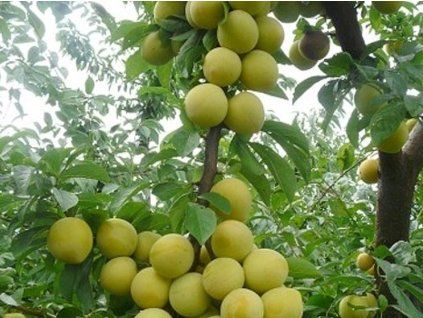 Japonská švestka 'Shiro'  Prunus salicina 'Shiro'