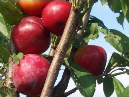 Japonská švestka 'Vanier'  Prunus salicina 'Vanier'