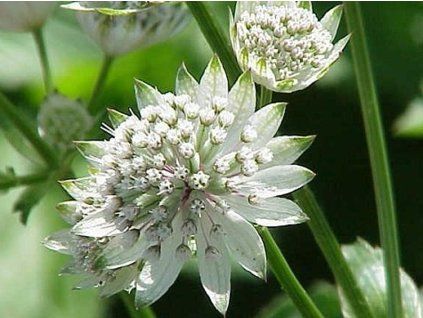 Jarmanka větší - Astrantia major (Balení kontejner p11)