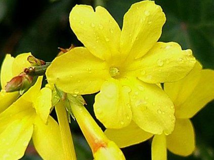 jasmin