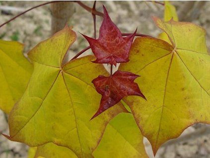 rubrum