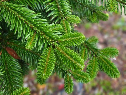 Abies nordmanniana detail (3)