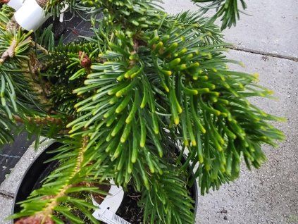 Jedle kavkazská 'Robusta'  Abies nordmanniana 'Robusta'
