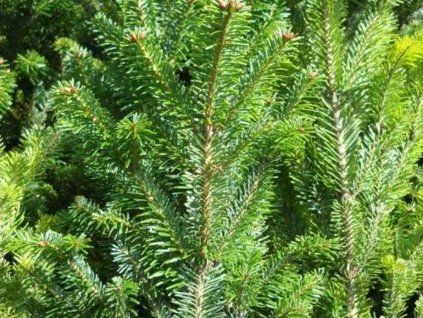 Jedle ojíněná 'Fastigiata'  Abies concolor 'Fastigiata'