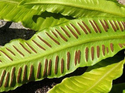 phylitis