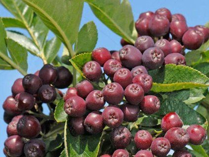 sorbus burka 1