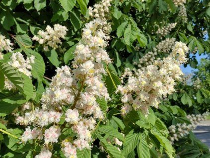 aesculus
