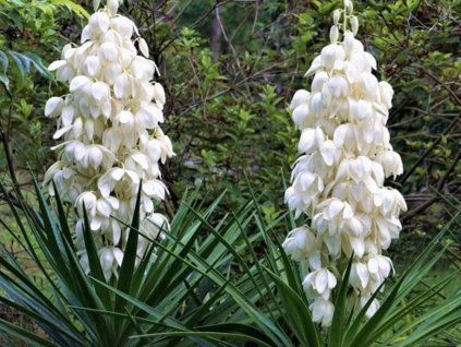 yucca2