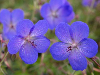 Kakost 'Johnson's Blue' - Geranium 'Johnson's Blue'  Geranium 'Johnson´s Bllue'