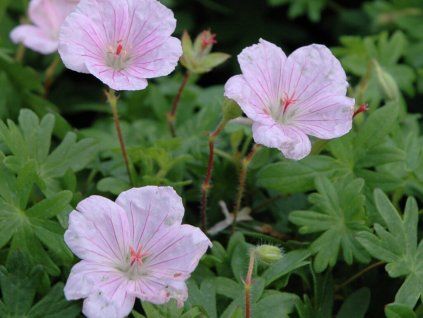 Kakost krvavý var. striatum - Geranium sanguineum var. striatum  Geranium sanguineum var. striatum